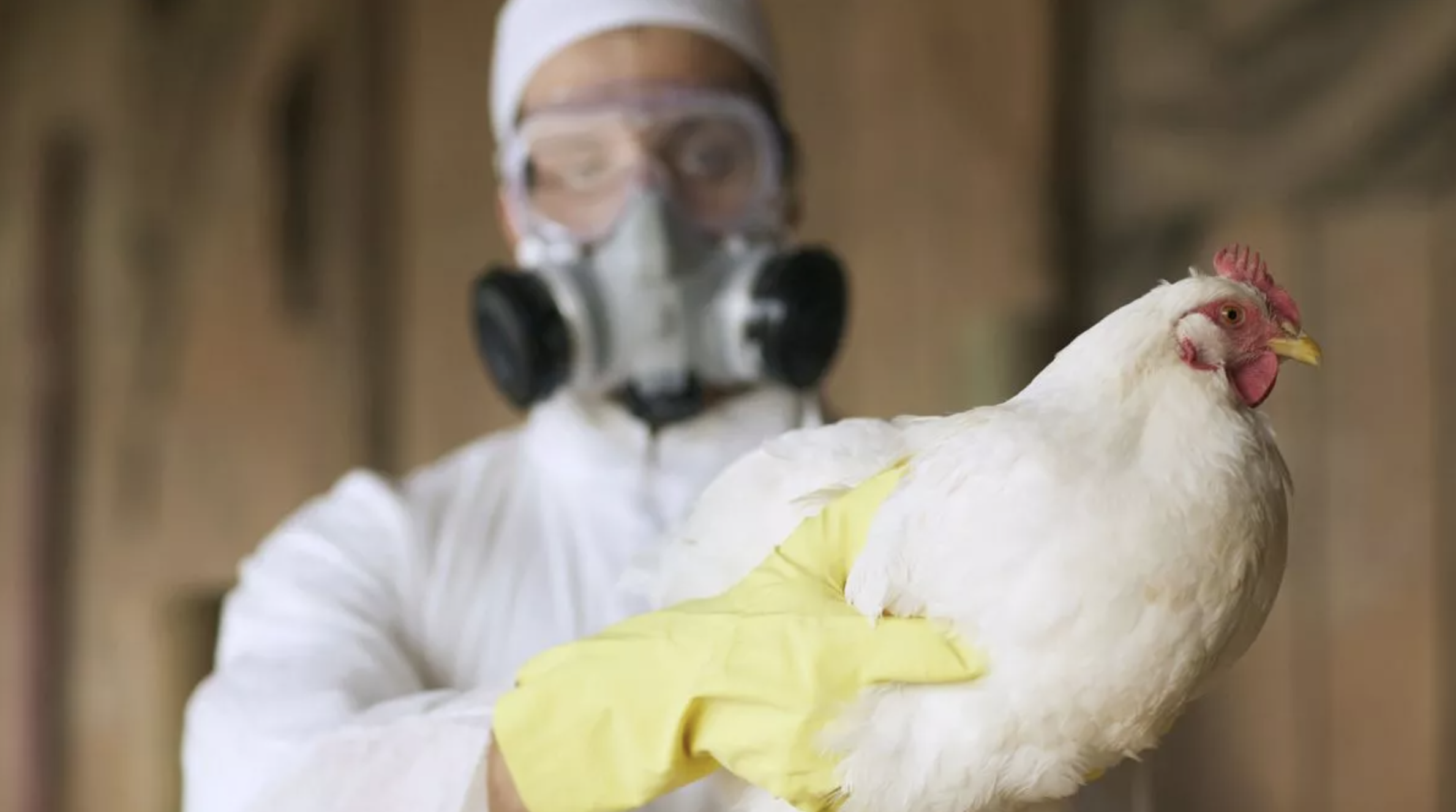 Em meio a surto causado pela Influenza Aviária, governo dos EUA demite e tenta recontratar funcionários-chave