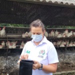 Salmonella Infantis: ameaça persistente e crescente na avicultura