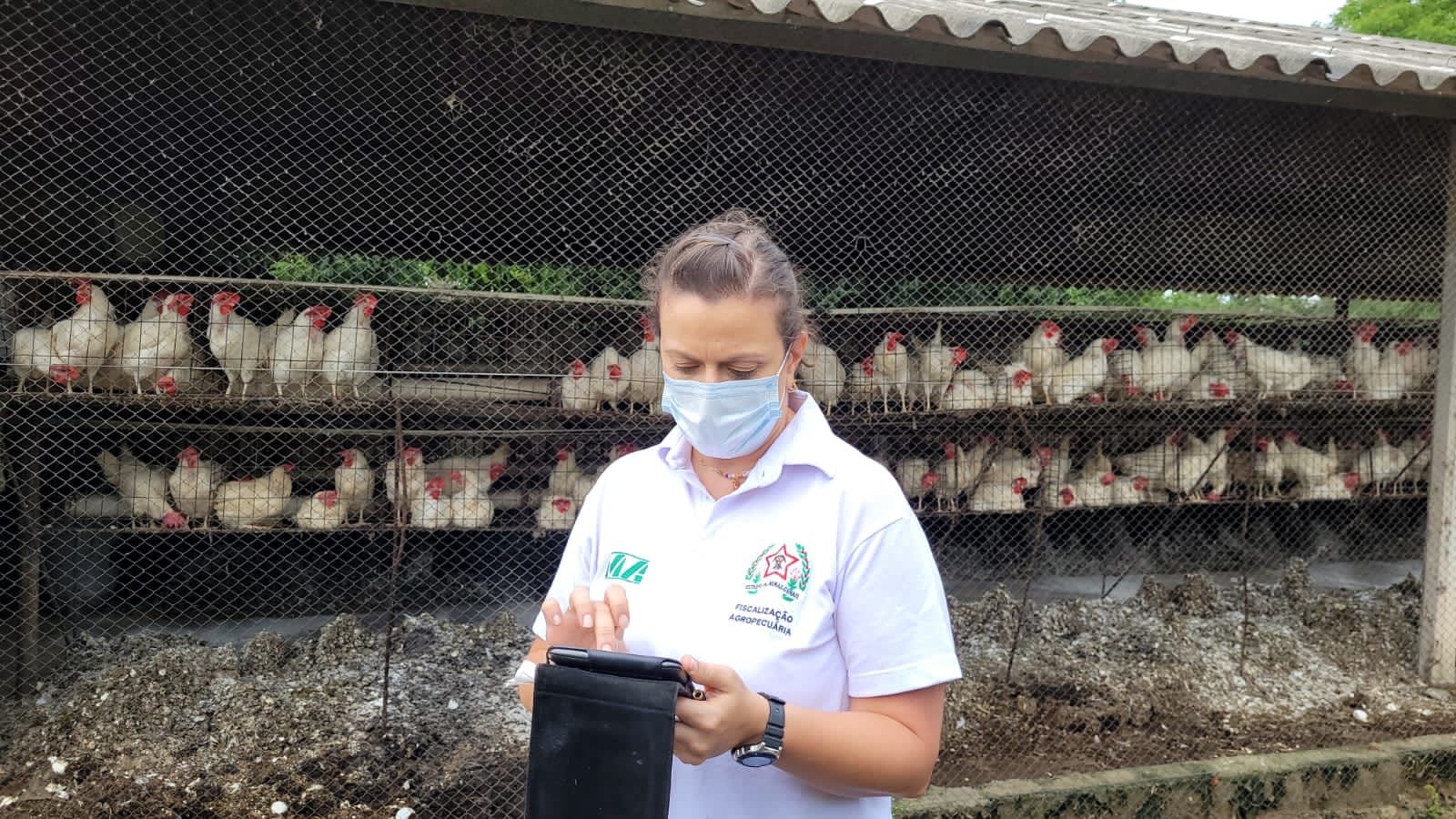 Sanidade avícola em foco: IMA reforça ações de prevenção e controle de doenças