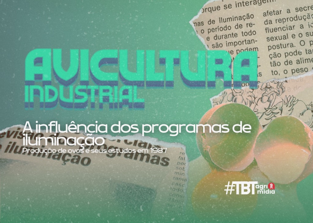 #TBT Agrimidia: A influência dos programas de iluminação na produção de ovos em 1987
