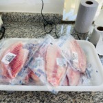 EUA mantêm filé fresco de tilápia brasileiro isento de sobretaxa de 25%