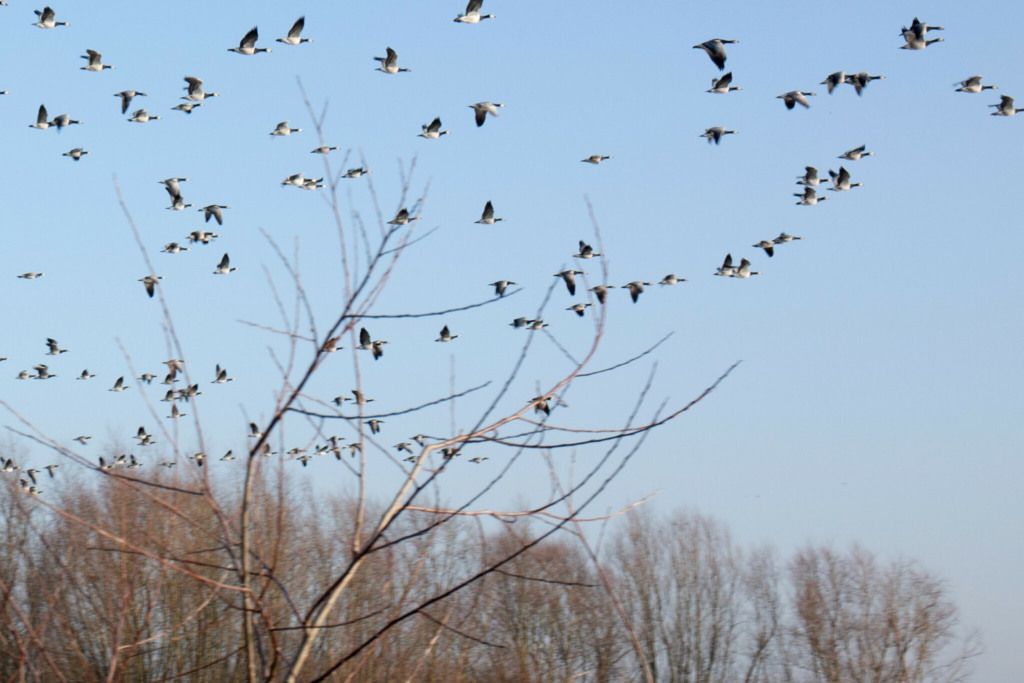 Alerta de Influenza Aviária leva à proibição de feiras e exposições de aves no Reino Unido