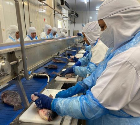 Paraná consolida liderança na produção de tilápias com expansão da GTFoods