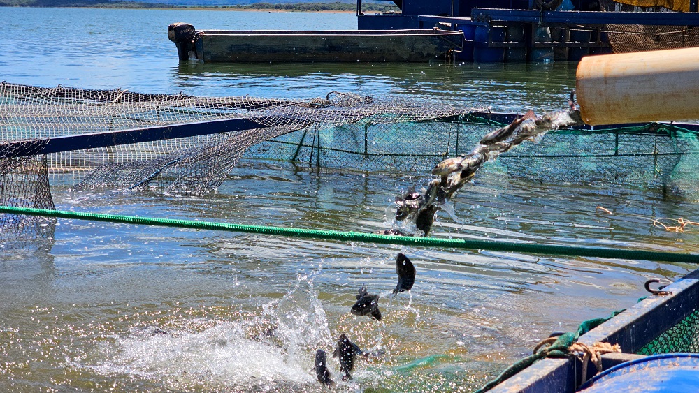 Piscicultura em Minas: os lagos estão para peixes