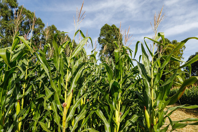 Plano Safra 2025/2026: CNA inicia debates com produtores rurais para propostas