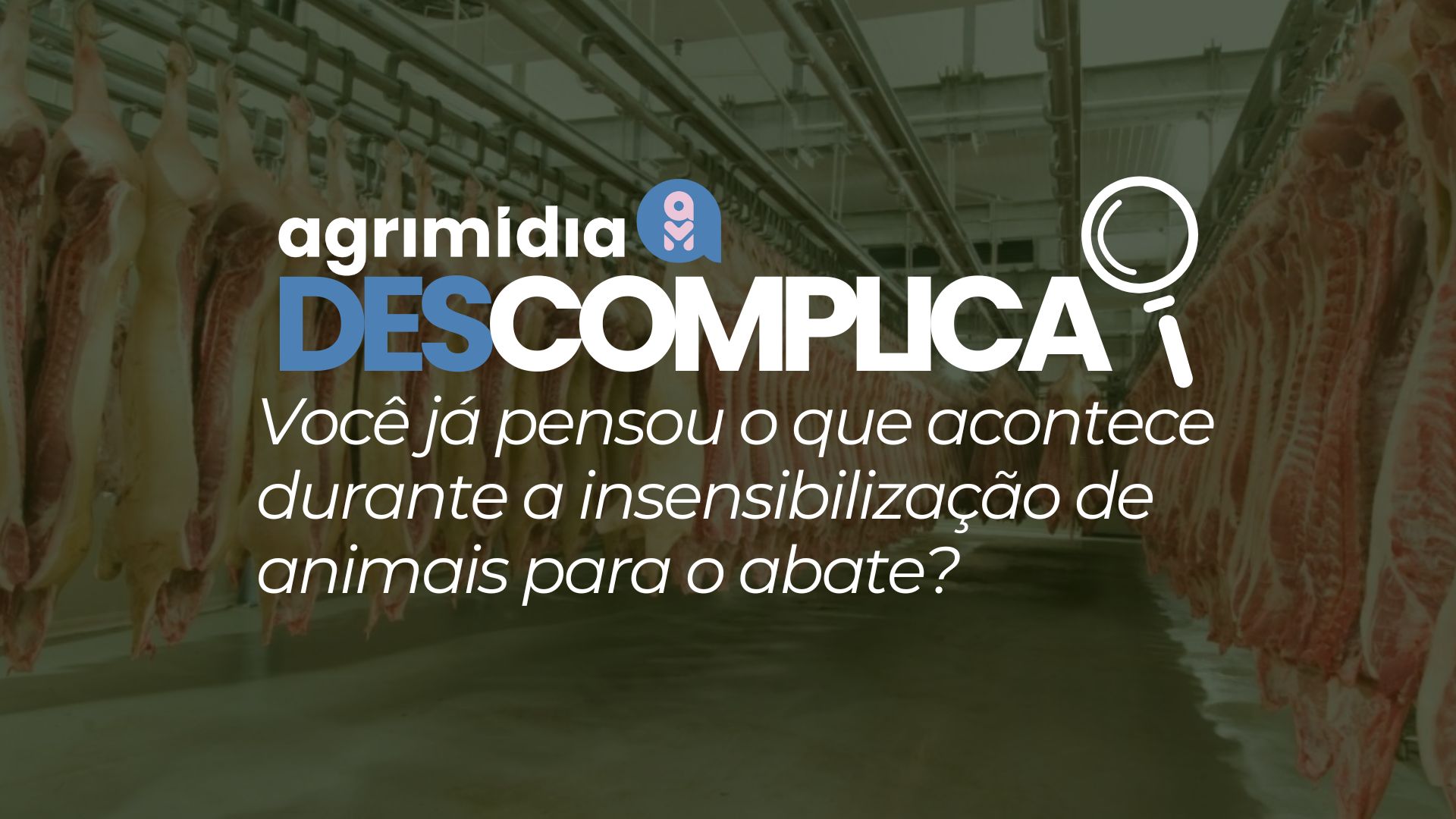 Agrimidia Descomplica: Você já pensou o que acontece durante a insensibilização de animais para o abate? Agrimidia Descomplica: Você já pensou o que acontece durante a insensibilização de animais para o abate?