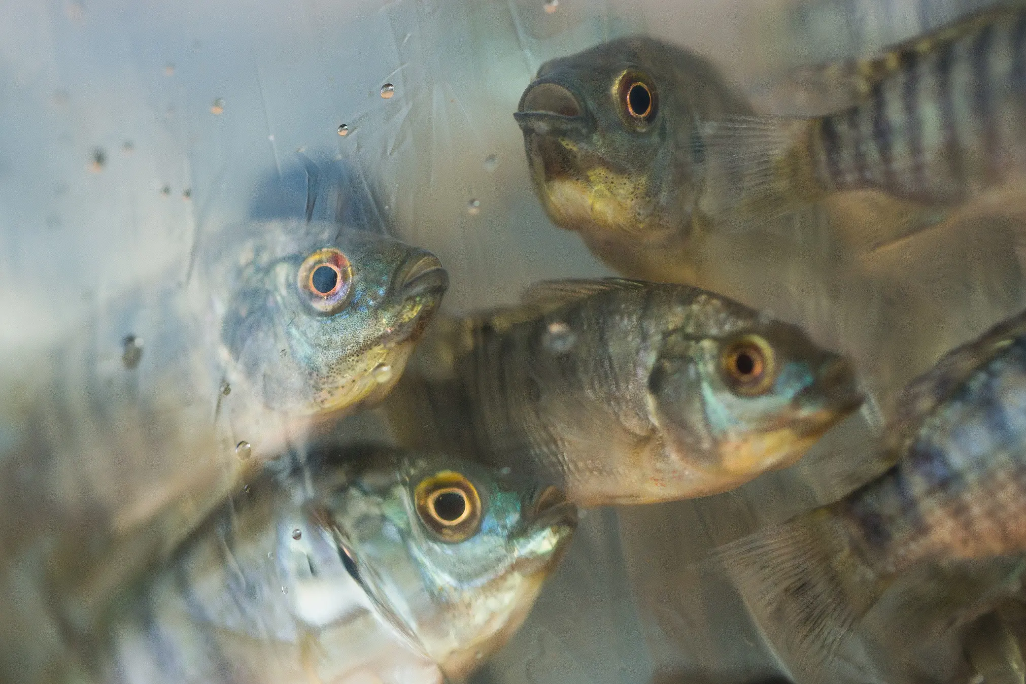 Aquicultura em Goiás: cadastro na Agrodefesa impulsiona setor e garante qualidade