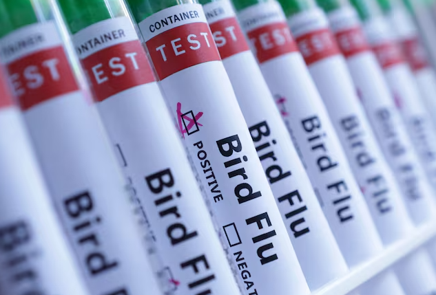 Surtos de Influenza Aviária atingem Andhra Pradesh, Índia