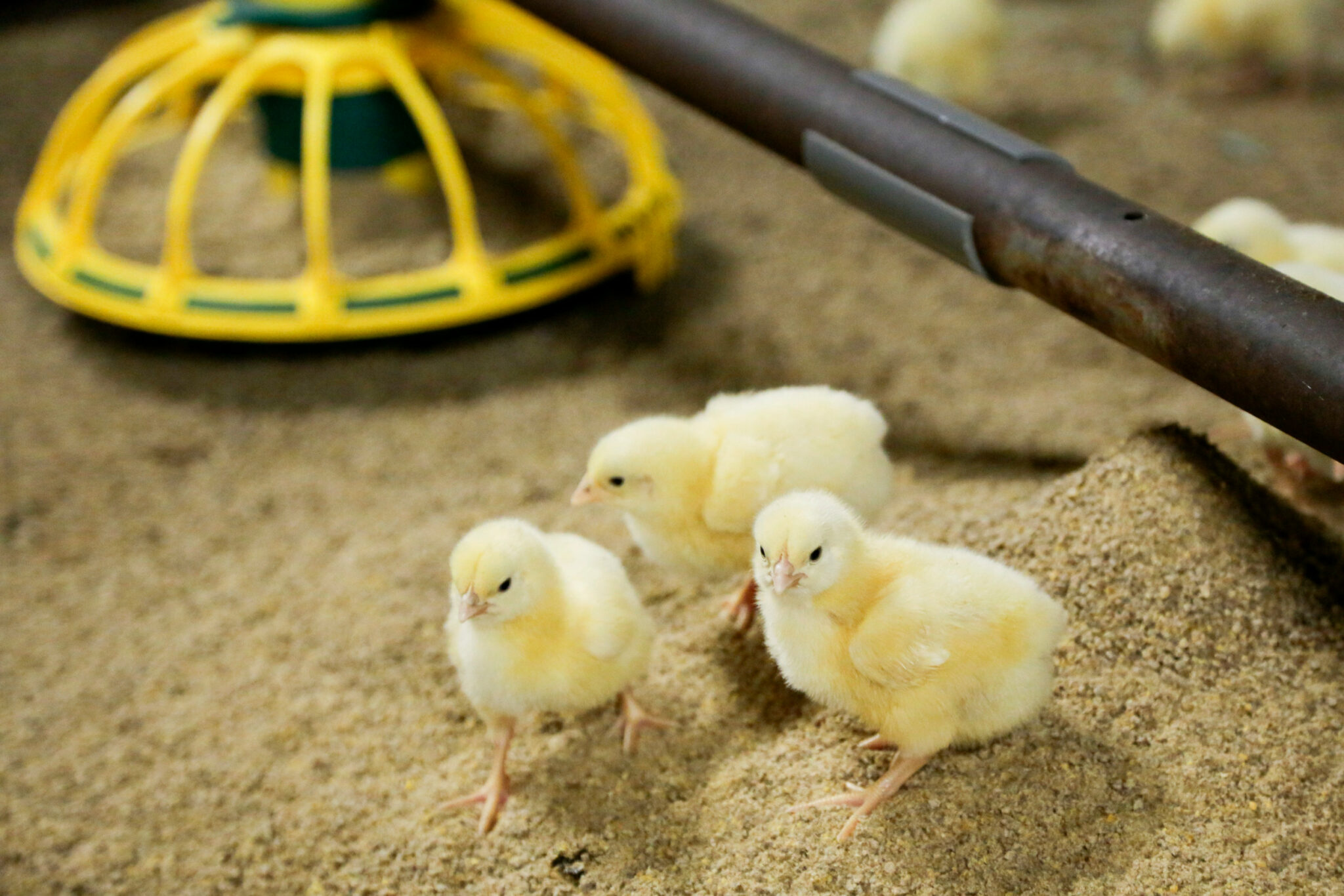 Pesquisa no Reino Unido explora a criação sustentável de aves de dupla finalidade Pesquisa no Reino Unido explora a criação sustentável de aves de dupla finalidade