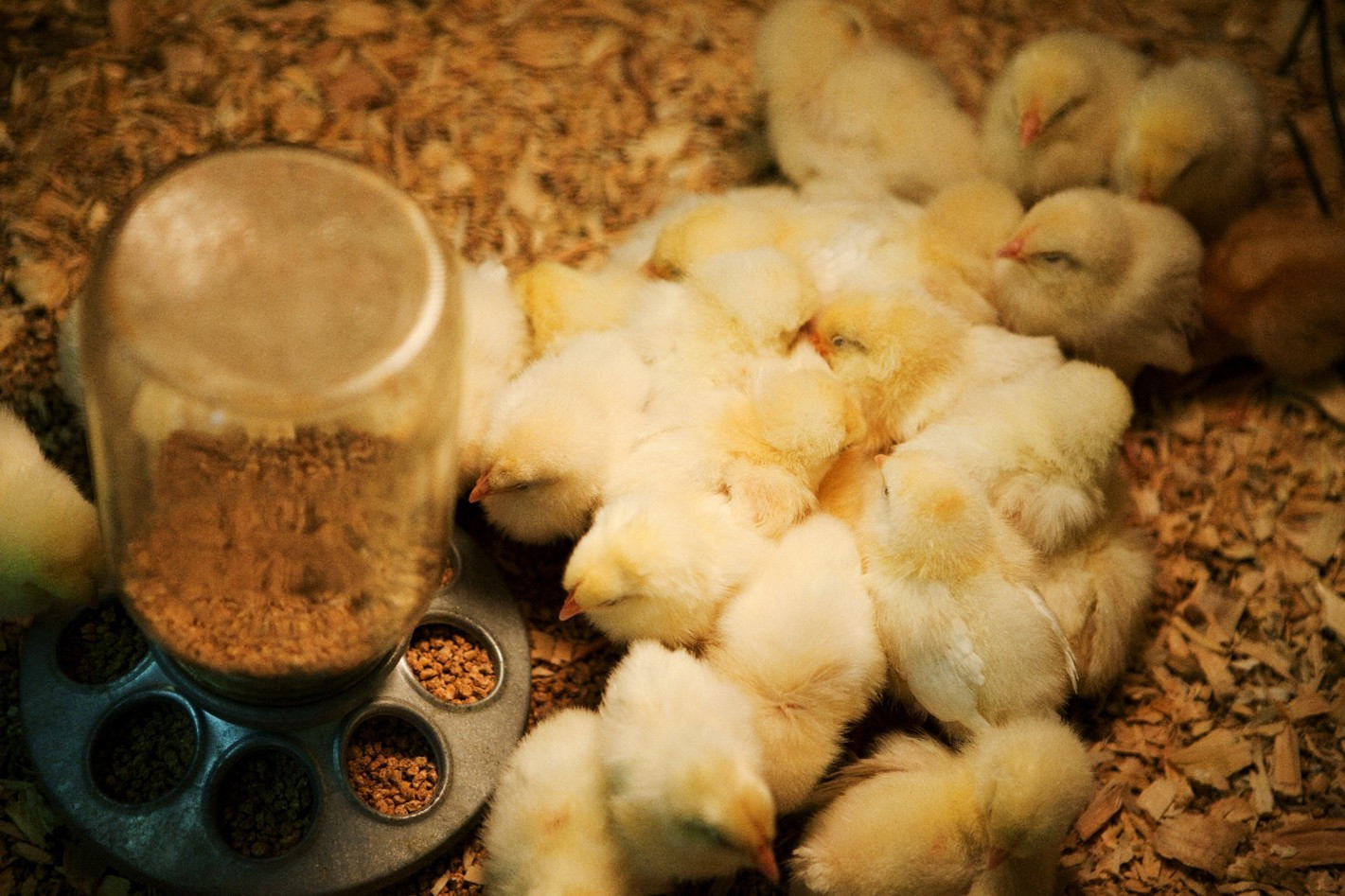 Nutrição avícola: otimizando a eficiência alimentar para um futuro sustentável Nutrição avícola: otimizando a eficiência alimentar para um futuro sustentável
