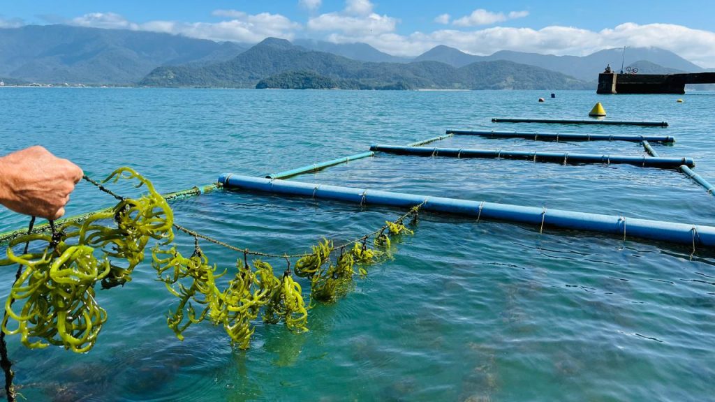 Dia Nacional da Aquicultura: SP aposta em pesquisa e inovação para desenvolver setor Dia Nacional da Aquicultura: SP aposta em pesquisa e inovação para desenvolver setor