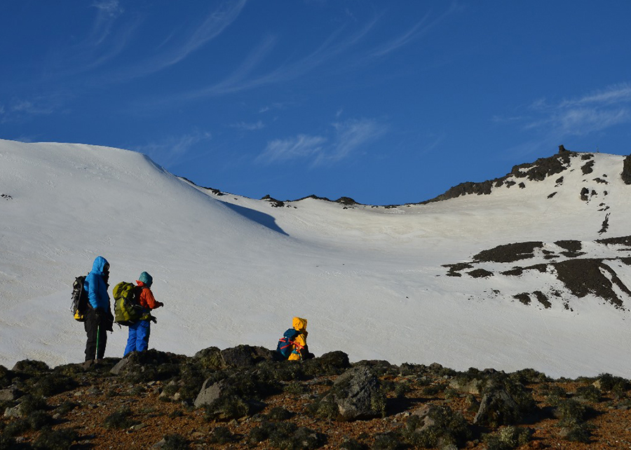 Biopesticida natural promissor encontrado em fungo da Antártica