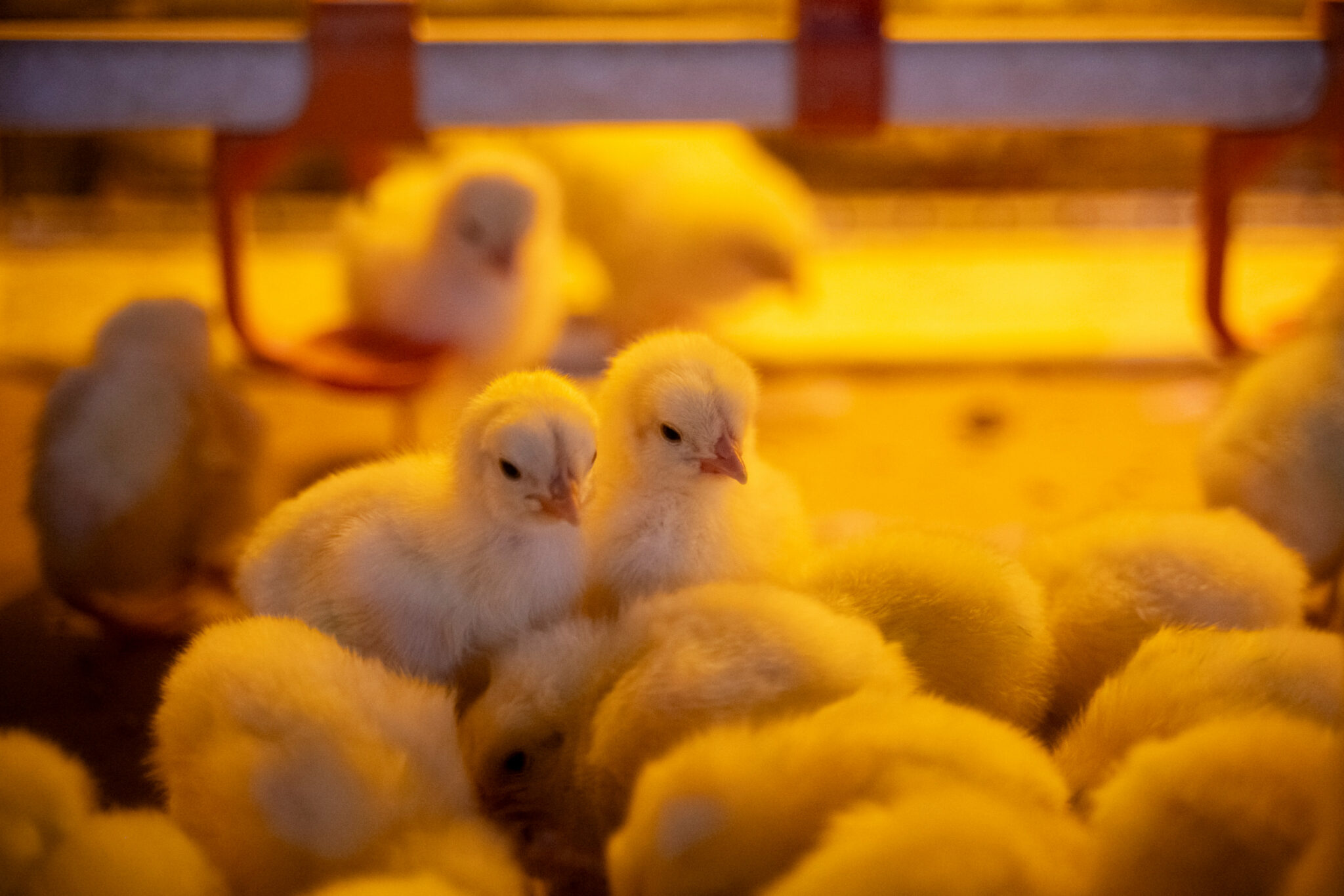 Estudo francês revela benefícios da incubação natural para aves de corte Estudo francês revela benefícios da incubação natural para aves de corte