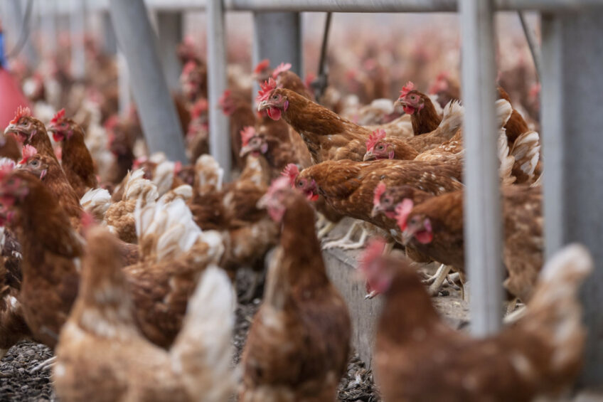 Abordagem diversificada para a saúde esquelética de galinhas poedeiras