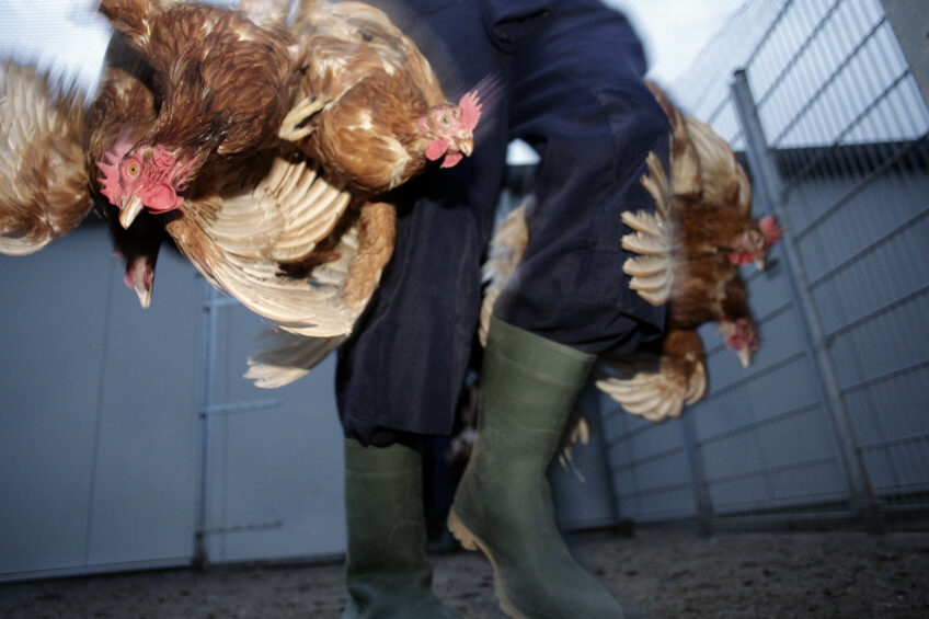 Reino Unido propõe mudanças no manuseio de aves para transporte