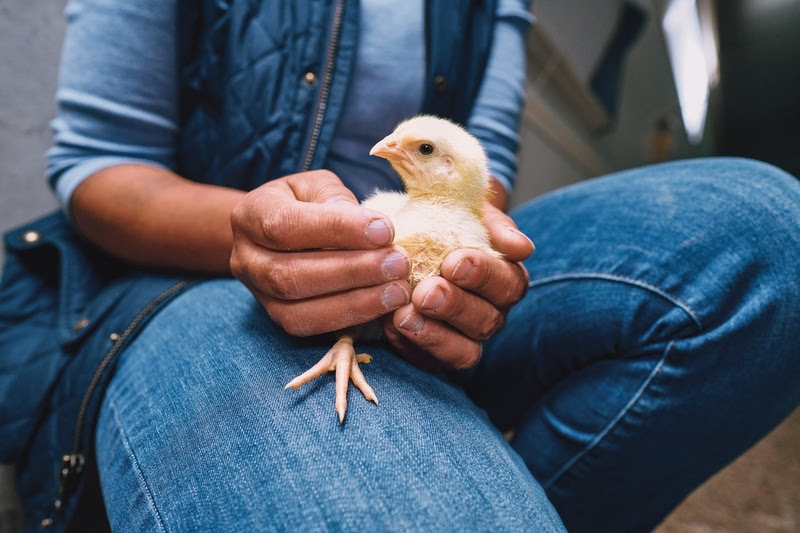 Lançamento no Congresso APA 2025: Boehringer Ingelheim apresenta vacina inovadora contra Newcastle
