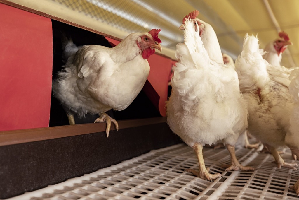 Aurora Coop fortalece estrutura de capacitação para bem-estar animal e produção sustentável