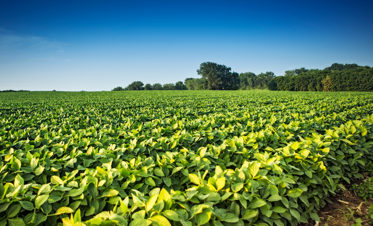 Agrishow: BNDES aprovou quase R$ 30 bi no Plano Safra 2024-25