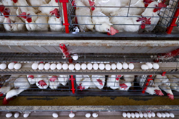 Preços dos ovos em alta? Tarifas podem barrar importações dos EUA