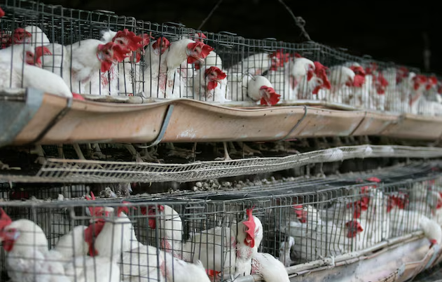 Influenza Aviária H5N1 causa primeira morte humana no México