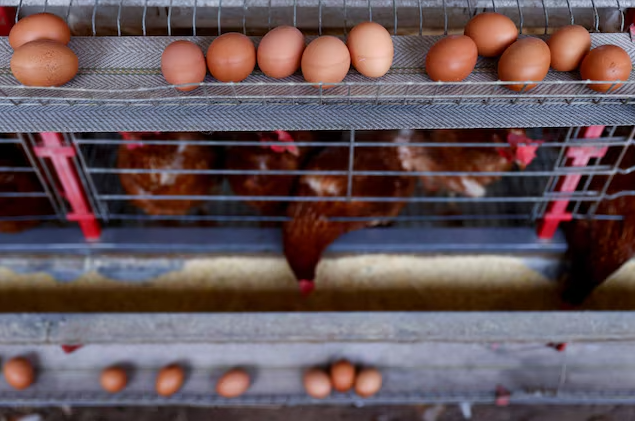 Após críticas, USDA retira proposta para reduzir riscos de salmonella em aves