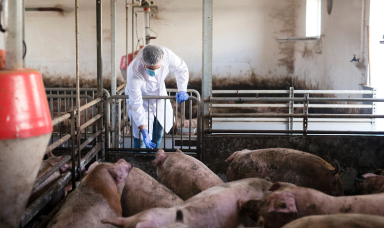 Surto de PSA na Índia: mais de 3.050 suínos mortos em nova onda em Mizoram