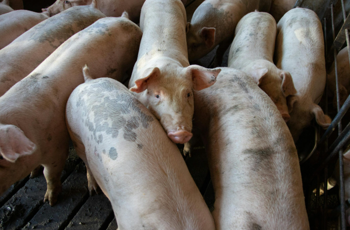 Distrito Federal estabelece regras de biossegurança para granjas comerciais de suínos