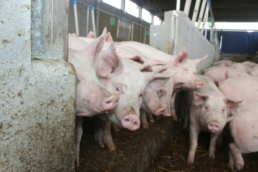 Febre Aftosa na Europa: abate preventivo de 10.000 suínos na Hungria