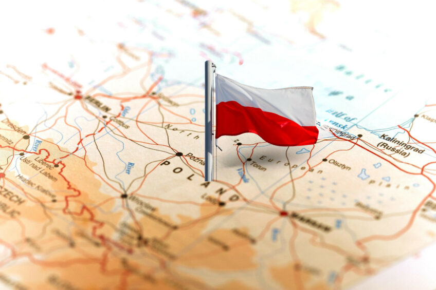 Crise à vista: setor avícola polonês tem futuro incerto com entraves na Europa