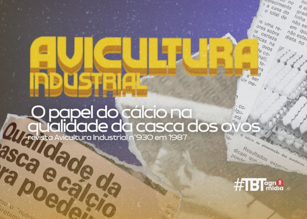 #TBT Agrimidia Edição nº 930: O papel do cálcio na qualidade da casca dos ovos