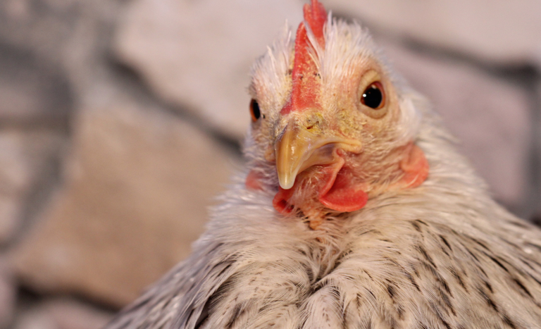 Setor avícola brasileiro expande exportações para o Peru