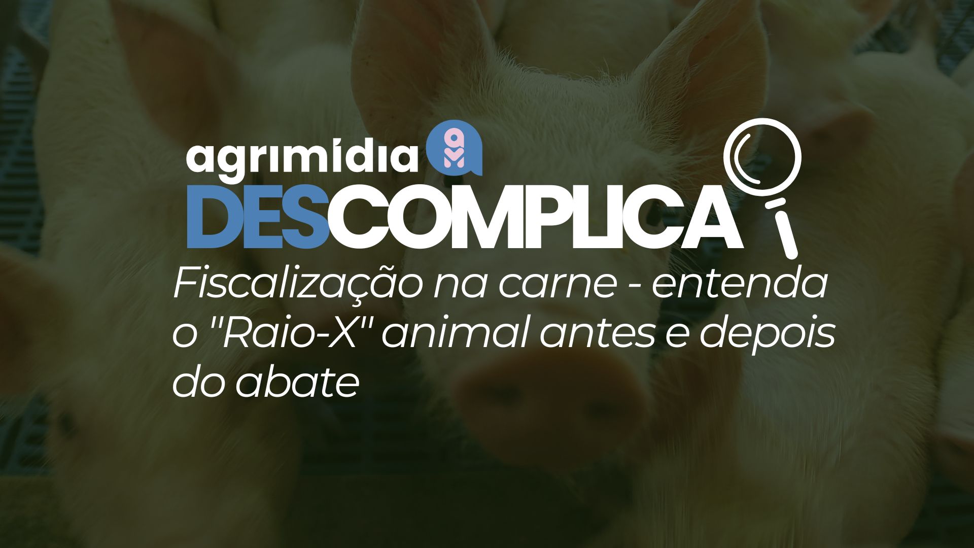 Agrimídia Descomplica: Fiscalização na carne – entenda o “Raio-X” animal antes e depois do abate Agrimídia Descomplica: Fiscalização na carne – entenda o “Raio-X” animal antes e depois do abate