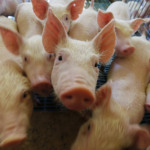 Suinocultura sustentável avança no Agreste com uso de biodigestores e redução de custos nas propriedades