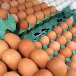 Importações de ovos pressionam mercado e acendem alerta no Reino Unido