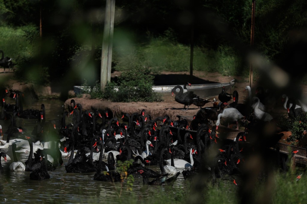 Caso de Influenza Aviária no zoológico: justiça estabelece prazo de 48h para respostas do governo Caso de Influenza Aviária no zoológico: justiça estabelece prazo de 48h para respostas do governo