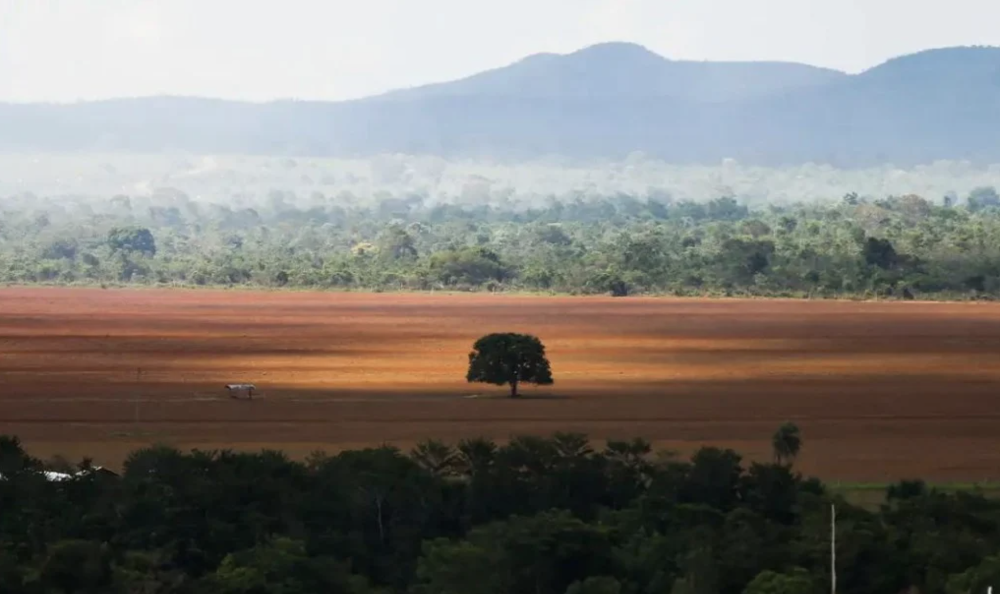 Desmatamento recua em cinco biomas brasileiros em 2024