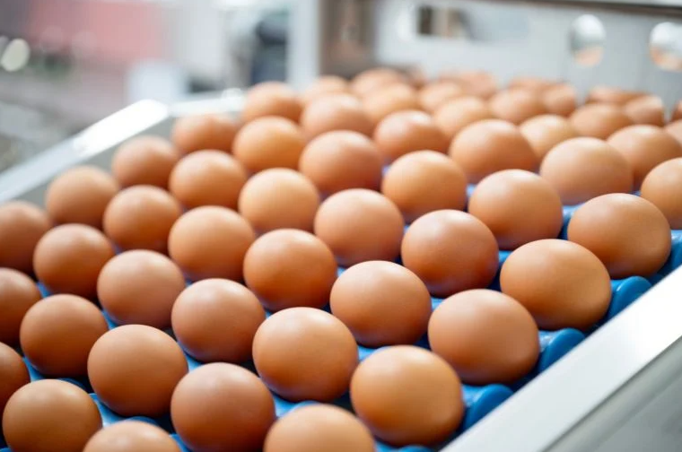 Ricardo Faria expande Global Eggs para Espanha após aquisição de 1,1 bilhão de dólares da Hillandale Farms