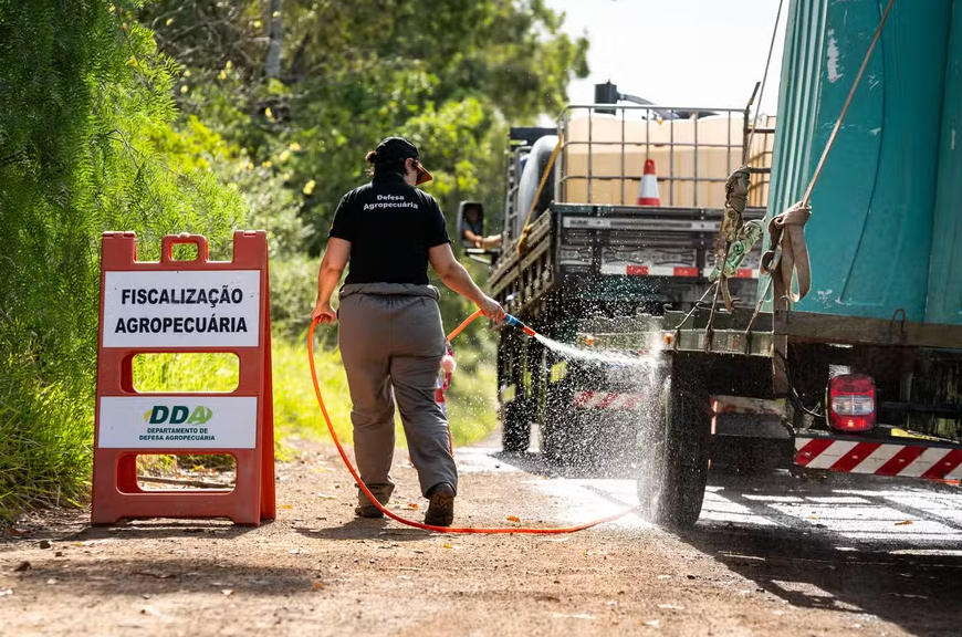 Brasil alerta: Influenza Aviária acende sinal de perigo para exportações e demanda ação urgente Brasil alerta: Influenza Aviária acende sinal de perigo para exportações e demanda ação urgente