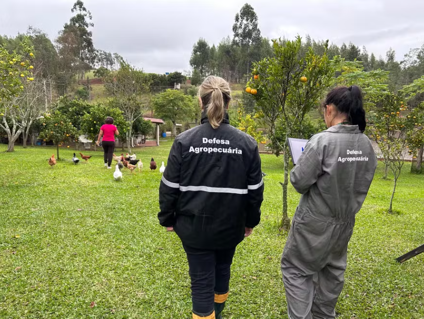 Influenza Aviária: todas as propriedades rurais no raio de 10km do foco já foram vistoriadas Influenza Aviária: todas as propriedades rurais no raio de 10km do foco já foram vistoriadas