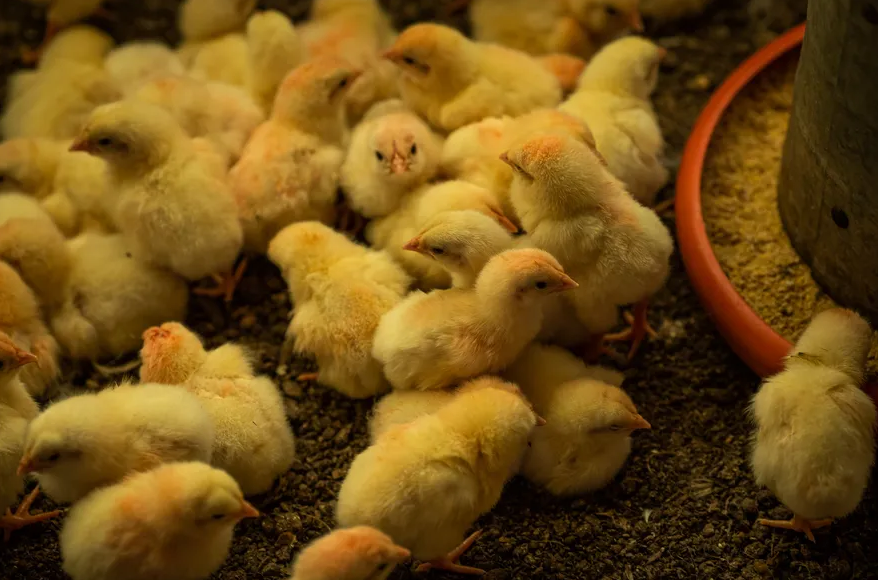 Milhares de pintinhos são abandonados por mais de três dias em caminhão nos EUA Milhares de pintinhos são abandonados por mais de três dias em caminhão nos EUA