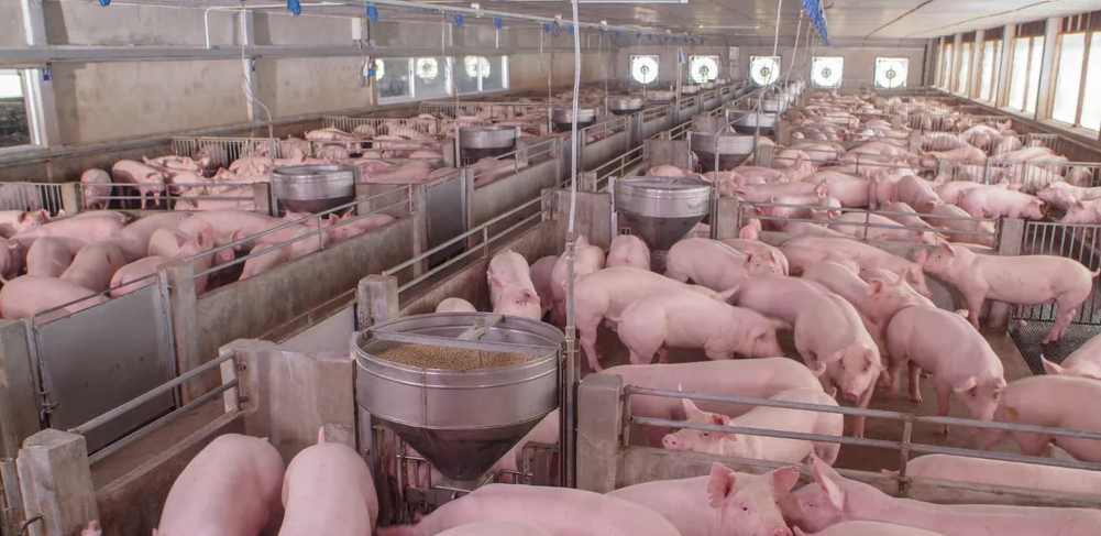 ACCS alerta para o máximo de cuidado com a biosseguridade ACCS alerta para o máximo de cuidado com a biosseguridade