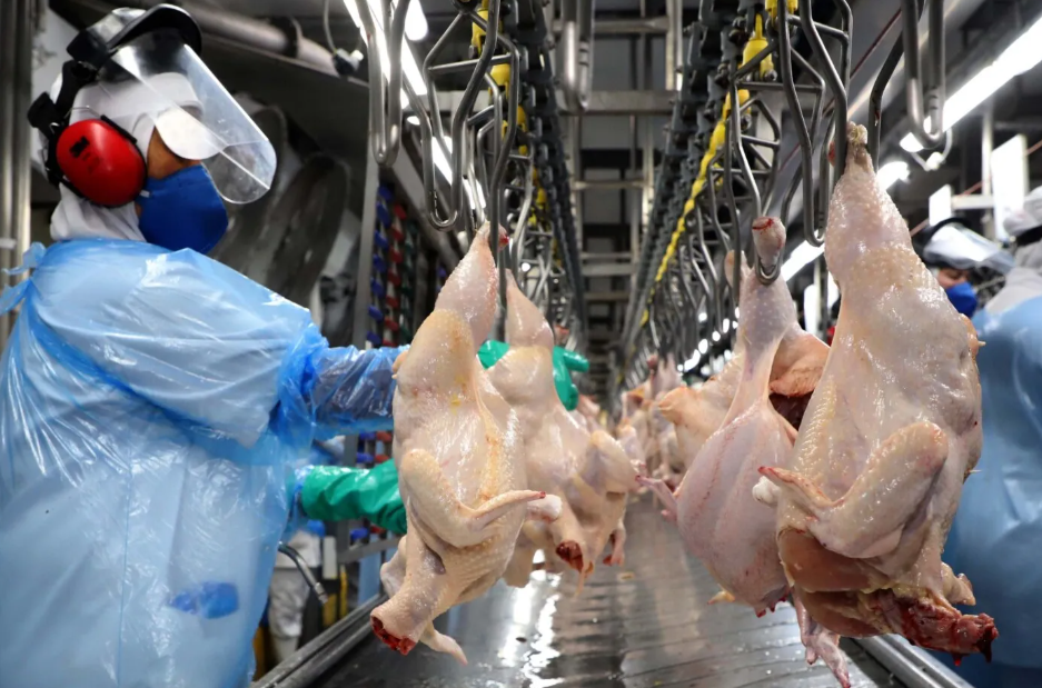 Atualizações: impacto da Influenza Aviária nas exportações de aves brasileiras