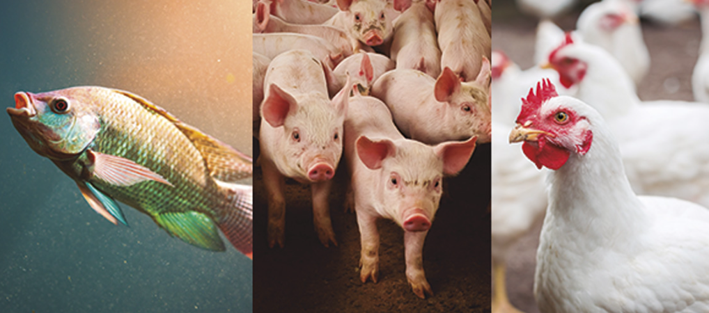 No estado de São Paulo, campanha de atualização de rebanhos acaba no sábado