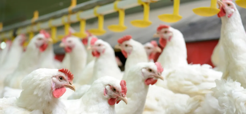 Investigação concluída: Ministério descarta suspeita de Influenza Aviária em SC Investigação concluída: Ministério descarta suspeita de Influenza Aviária em SC