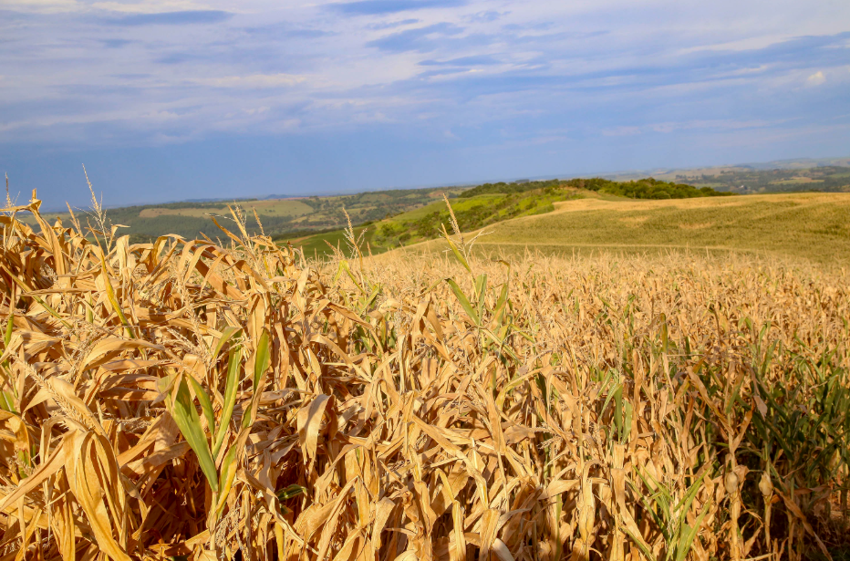 Decreto declara situação de emergência em função da estiagem em todo o Paraná