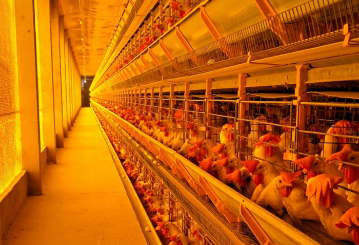 Preocupação: São Paulo segue alerta para prevenção da Influenza Aviária após caso positivo no Rio Grande do Sul Preocupação: São Paulo segue alerta para prevenção da Influenza Aviária após caso positivo no Rio Grande do Sul