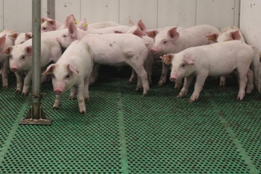 Uso estratégico de minerais vestigiais melhora saúde e sustentabilidade na suinocultura