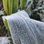 Massa de ar polar mantém geada no Sul e termômetros perto de 0°C hoje