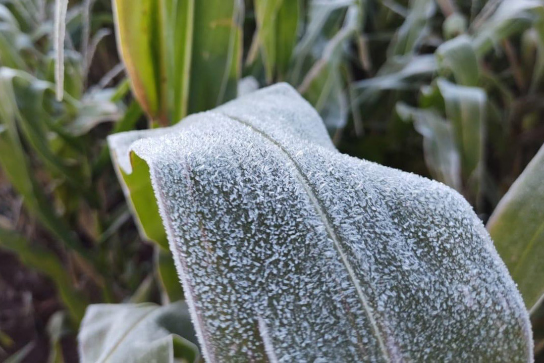 Onda de frio no campo: IDR-Paraná reforça cuidados em culturas mais sensíveis