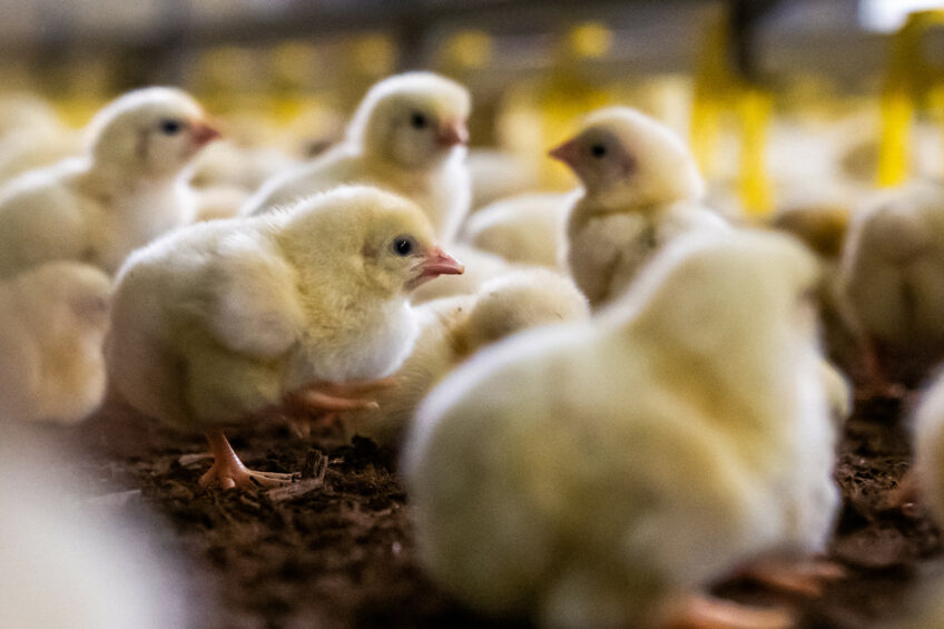 O desempenho das aves pode ser otimizado com aditivos alimentares à base de betaína? Entenda